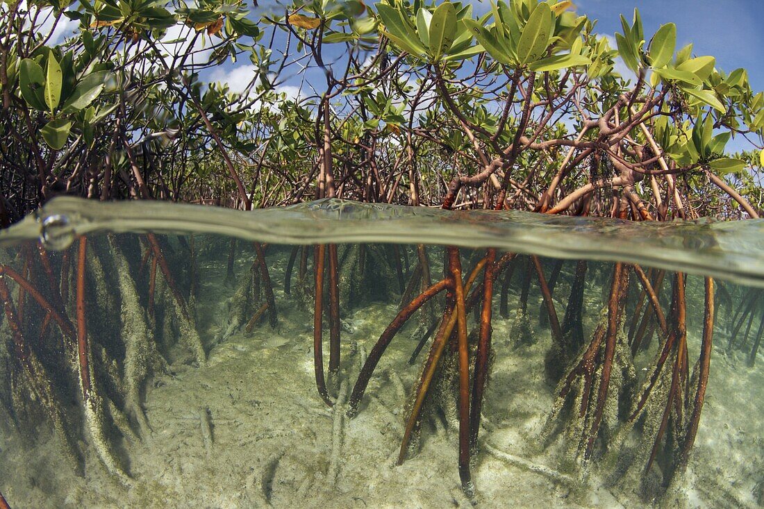 Mangrove Rhizophoraceae And Eelgrass Bild Kaufen