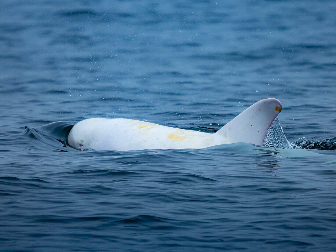 Rare Sighting In Monterey Bay License Image Lookphotos