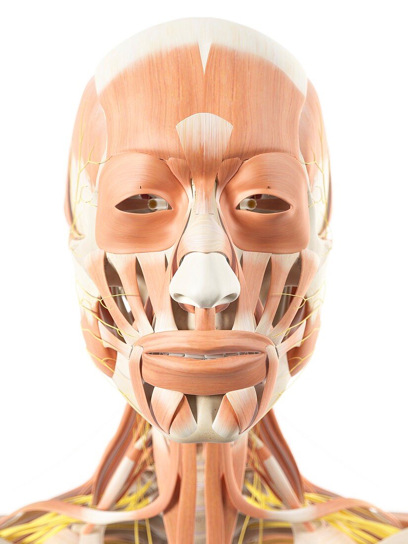 Human Facial Muscles Artwork Bild Kaufen 11794811 Science Photo Library