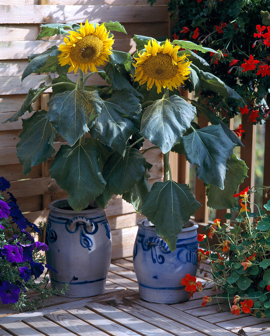 HELIANTHUS ANNUUS Bild Kaufen 12109409 Gartenbildagentur Friedrich