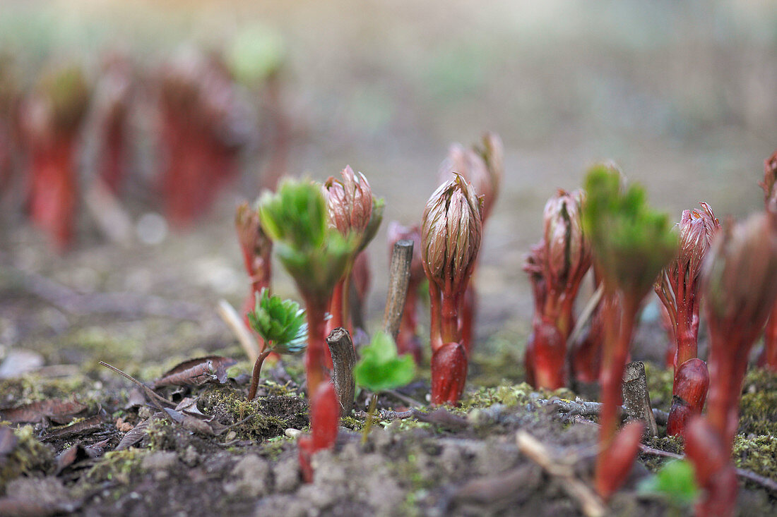 Austreibende Pfingstrosen Paeonia Bild Kaufen 12194127