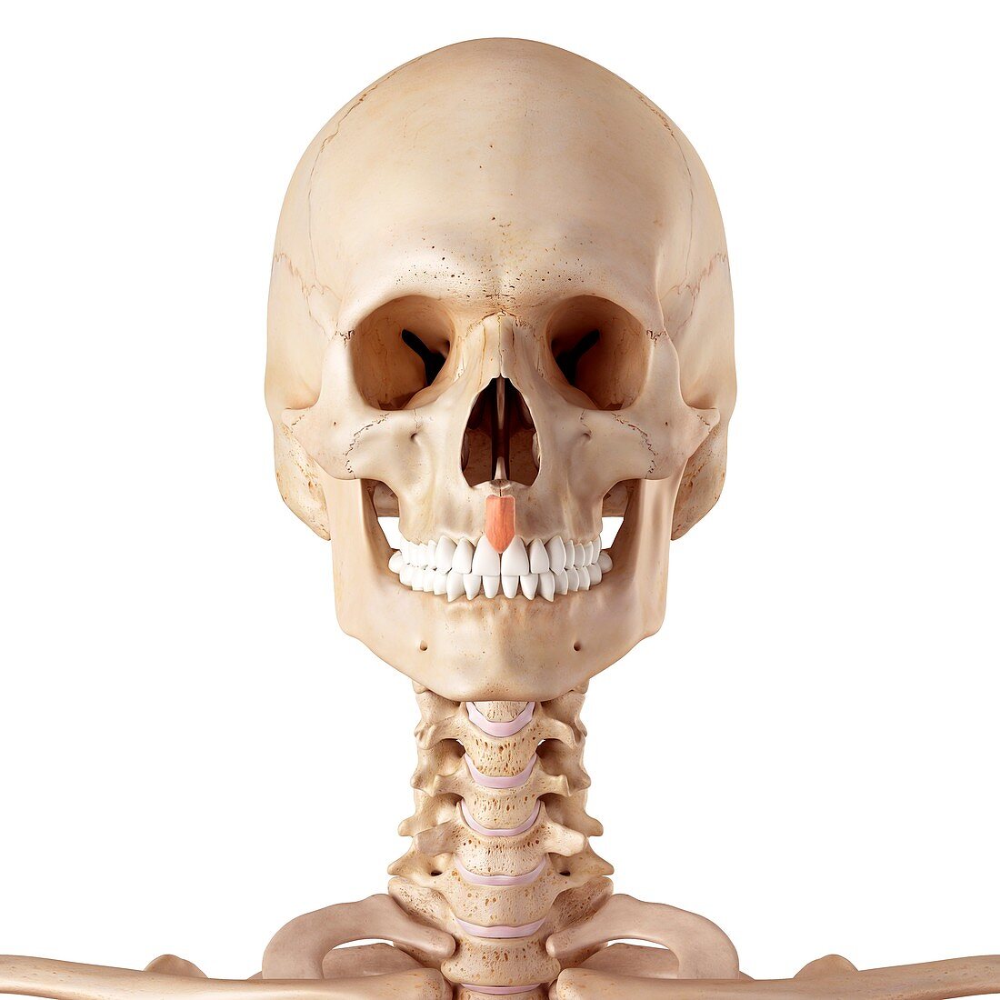Human Facial Muscles Bild Kaufen 12062127 Science Photo Library