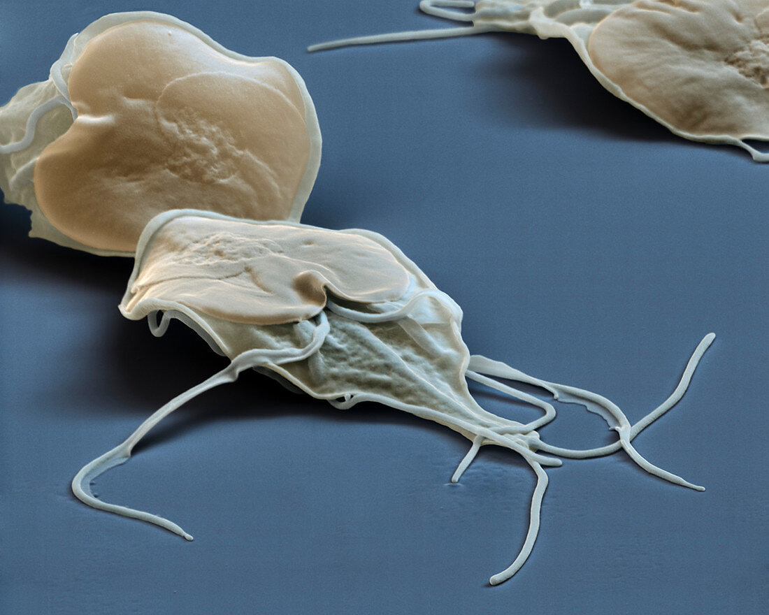 Giardia Lamblia Protozoa SEM Bild Kaufen Science Photo Library