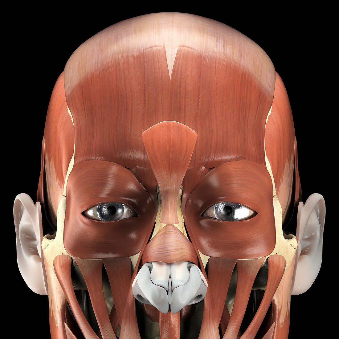 Muscles Of The Face Artwork Bild Kaufen 12277871 Science Photo Library
