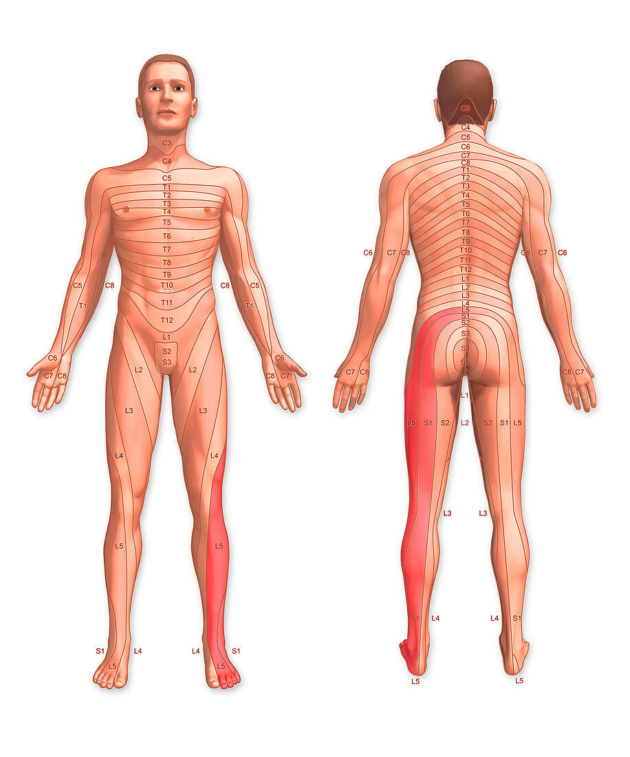 Dermatomes Illustration Bild Kaufen Science Photo Library