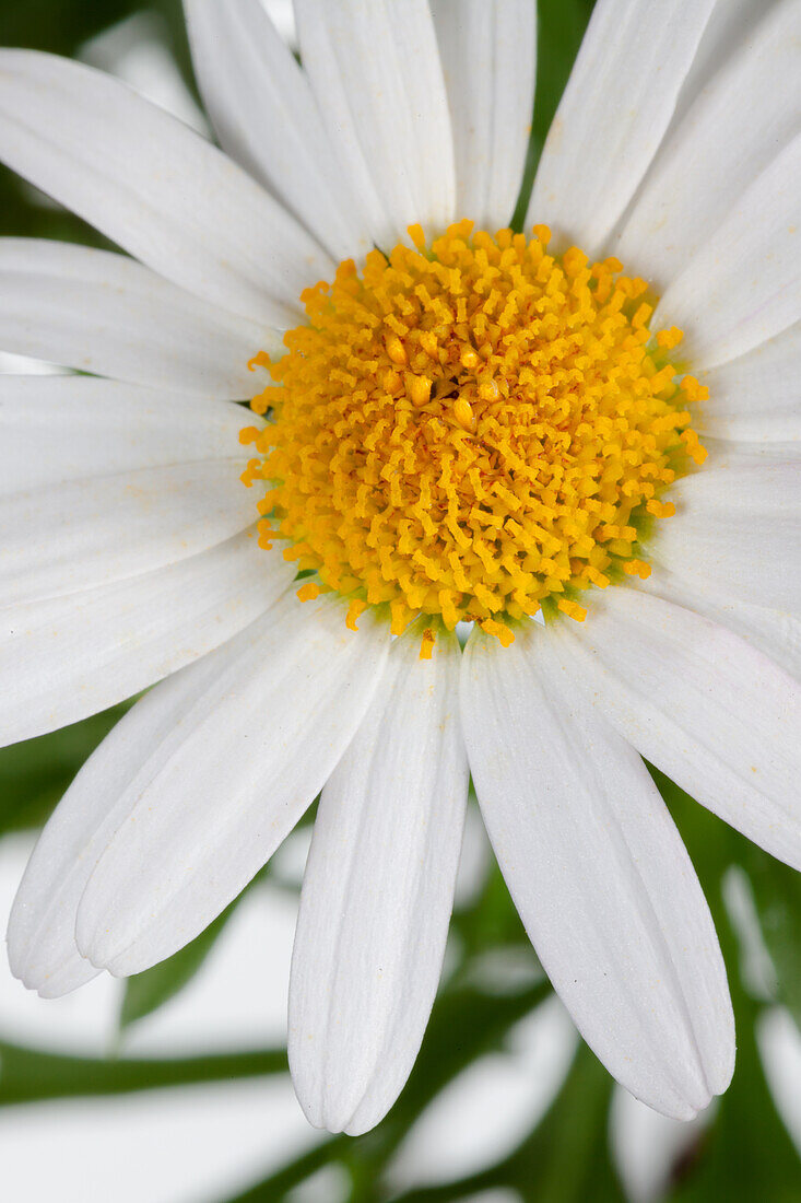 Argyranthemum Frutescens Wei Bild Kaufen