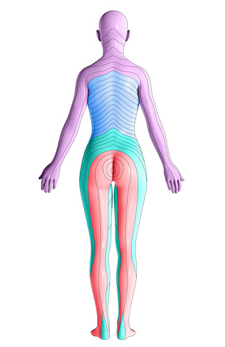 Dermatomes Photos Science Photo Library