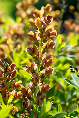 Indigolupine Bilder Garten Fotos Kaufen Gartenbildagentur Friedrich