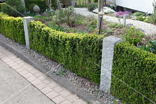 Schmale Hecke aus Buxus (Buchs) unterbrochen von Granitstelen im