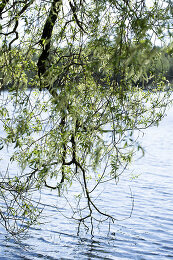 Image no. 12875121