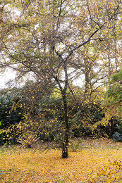 Image no. 12816097