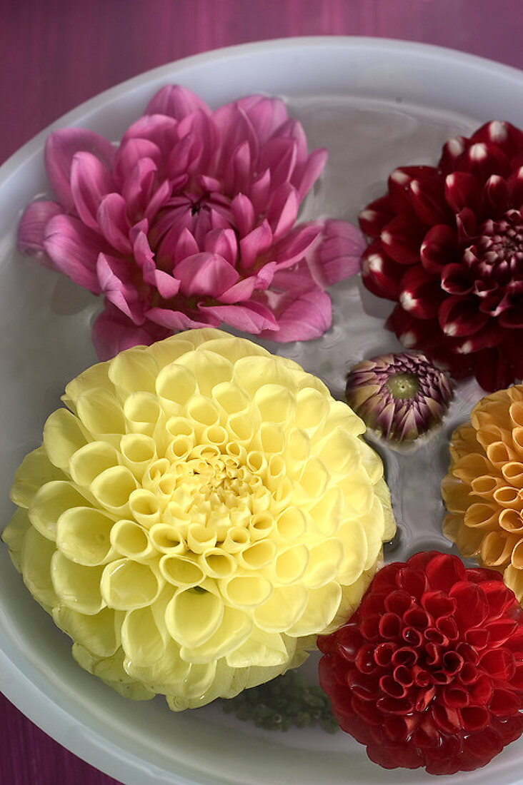 Delightful Dahlias