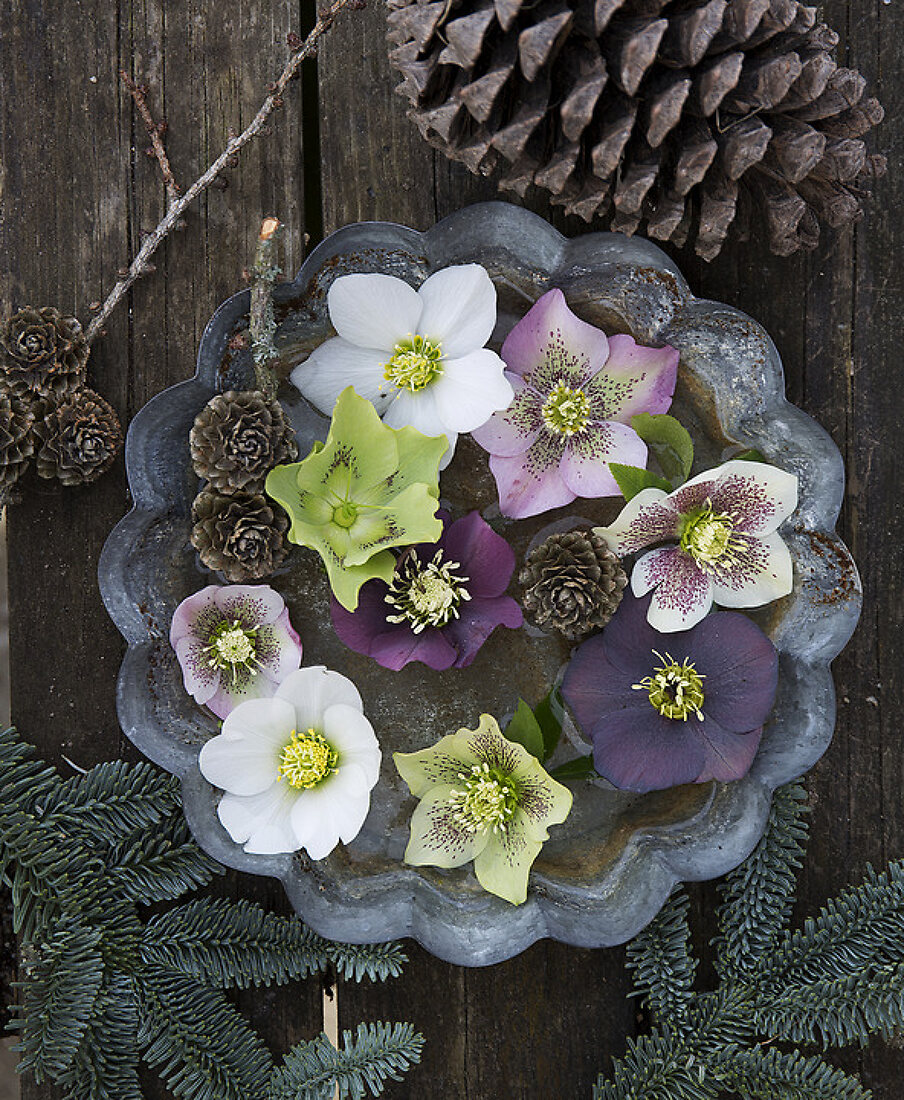 Christmas Roses - Blooming Wonders of Winter