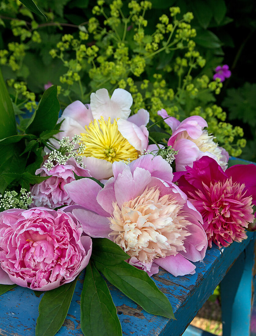 Peony - Convenient and Graceful