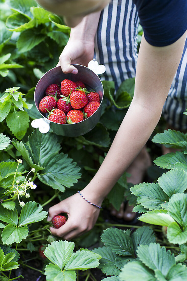 Strawberries at Hand