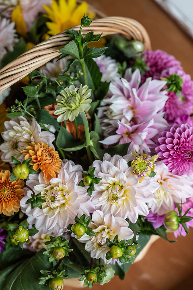 Edible Dahlias License Features 13376117 House of Pictures