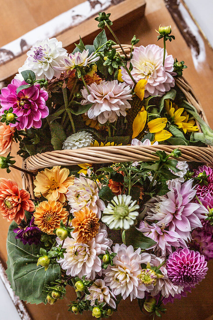 Edible Dahlias License Features 13376117 House of Pictures