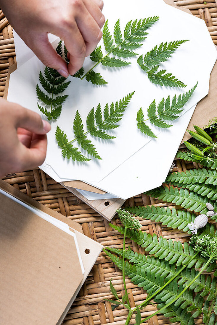 DIY Herbarium