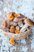 Miraculous Mushrooms