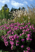 Prairie Garden