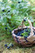 Wild Blueberry Treasures