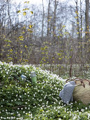 Dressed in Anemones