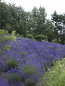 A Field of Lavender