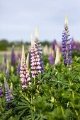 Lupines in Bloom