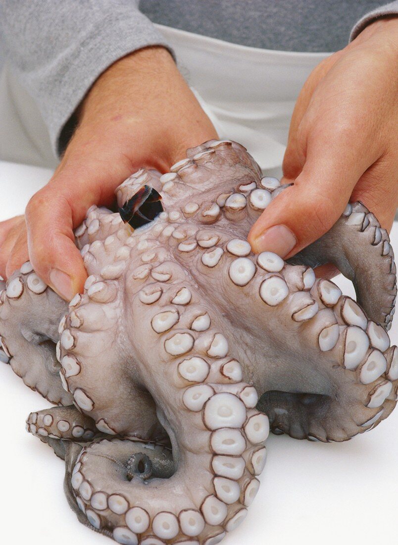 Preparing octopus: removing the beak – License Images – 335643 ❘ StockFood