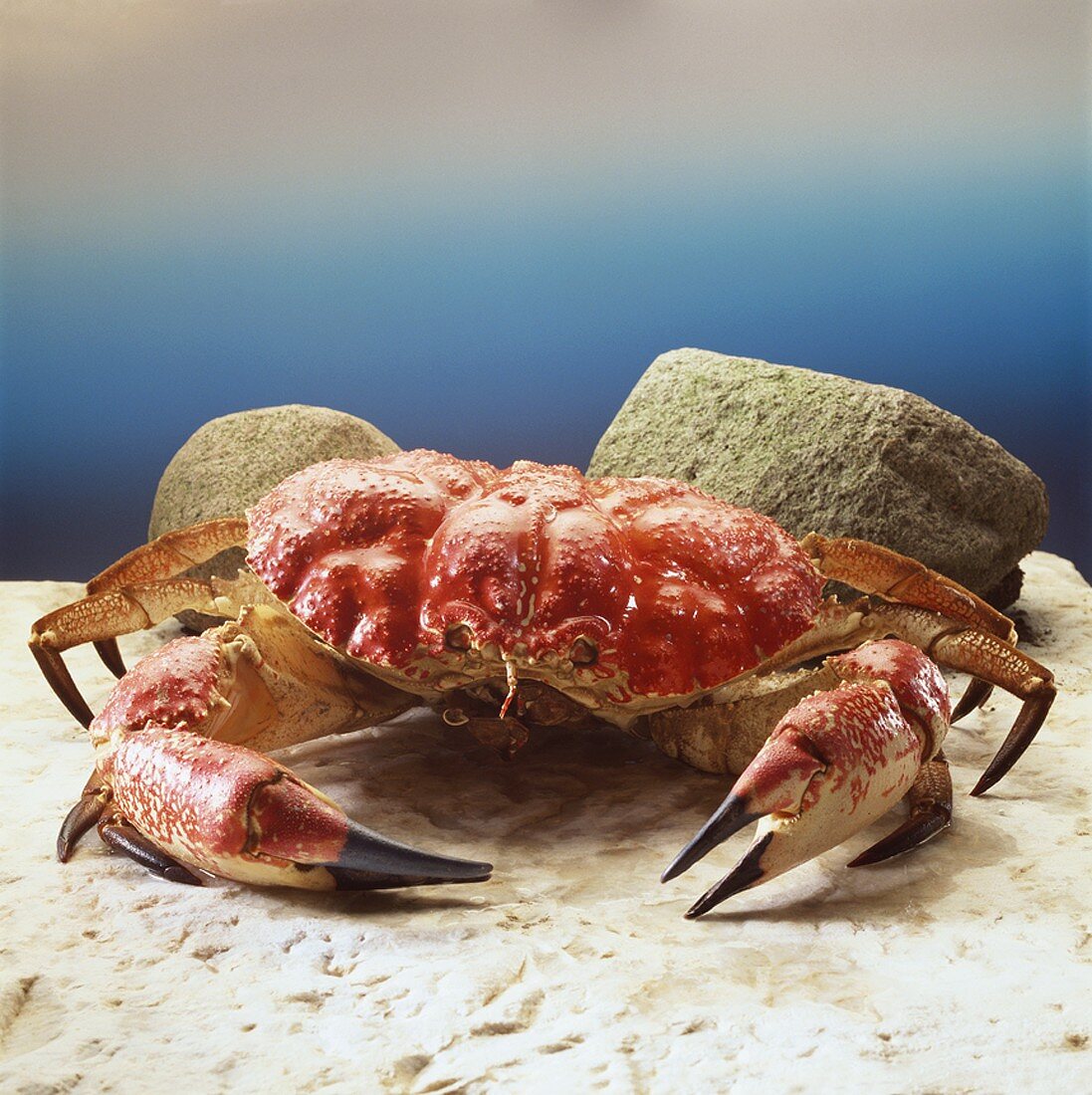 Crab, from the front