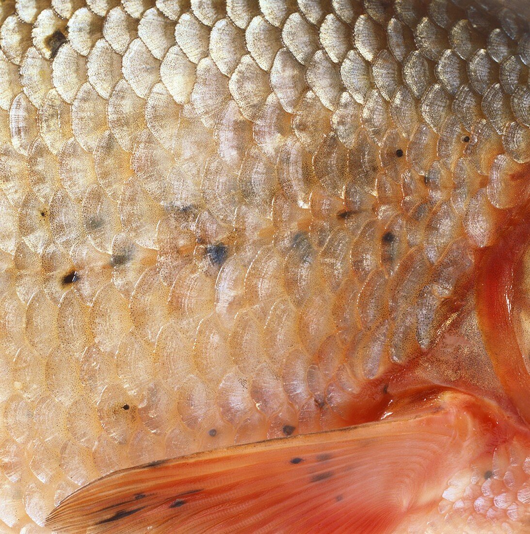 Fish scales, close-up