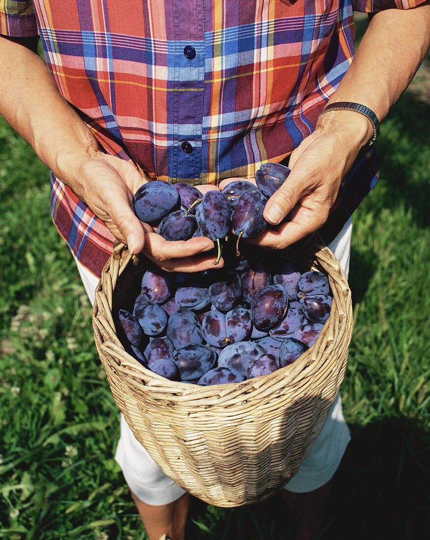 Hands holding freshly picked damsons