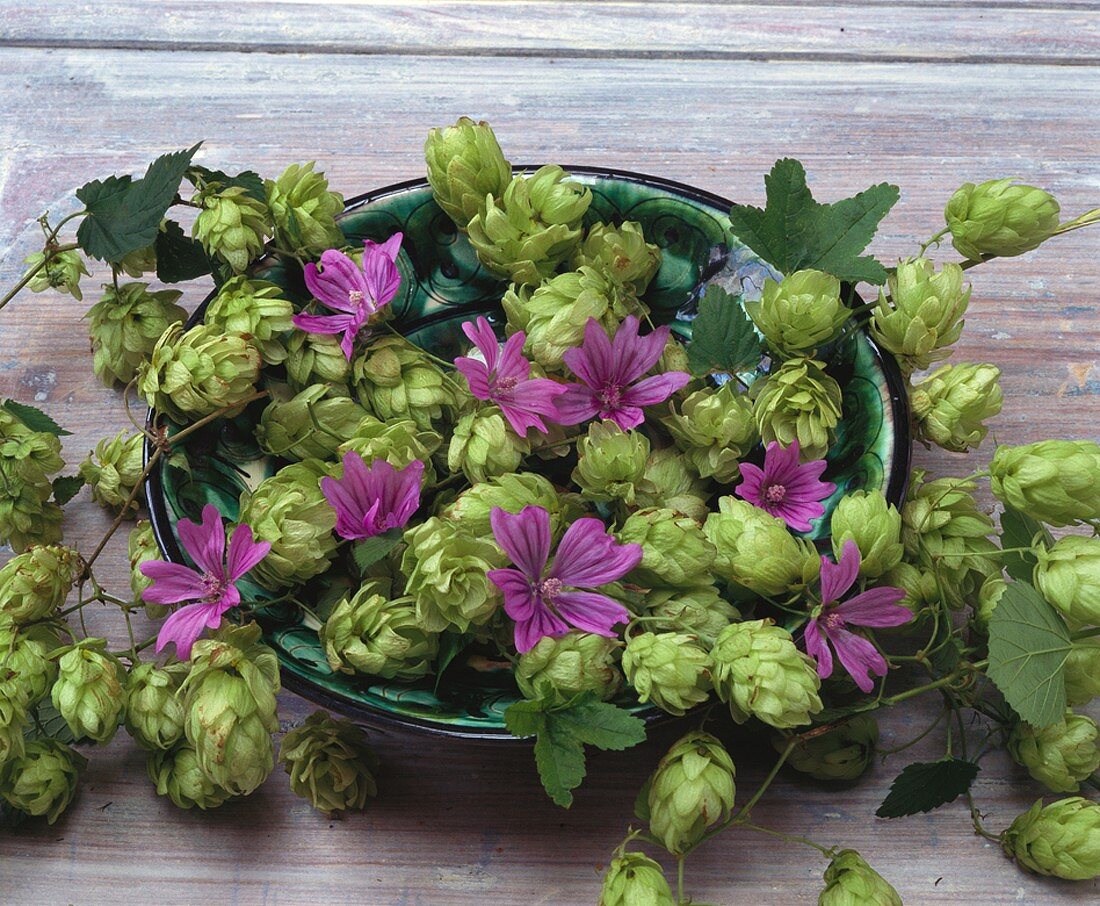 Hops and mallow flowers