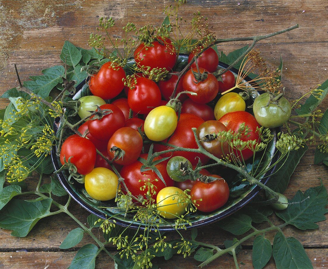 Bowl of tomatoes and dill flowers