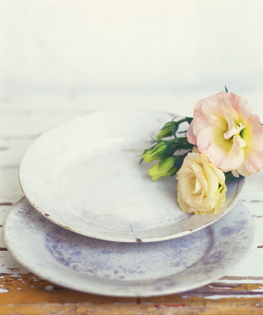 Still life with roses and old plates