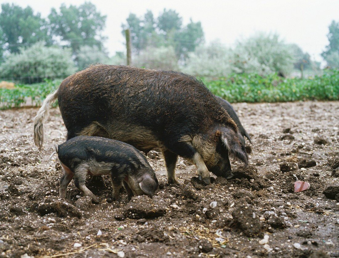 Mangalitza pigs in the open air