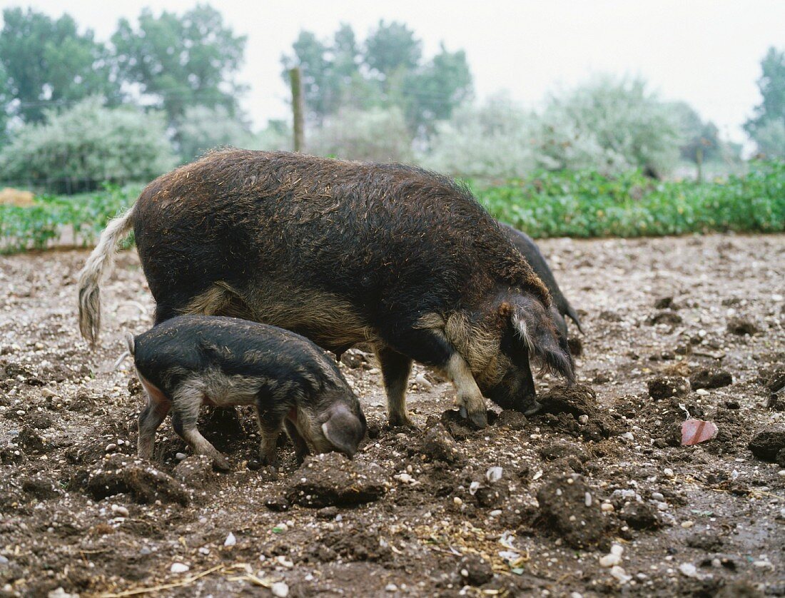 Mangaliza-Schweine im Freien