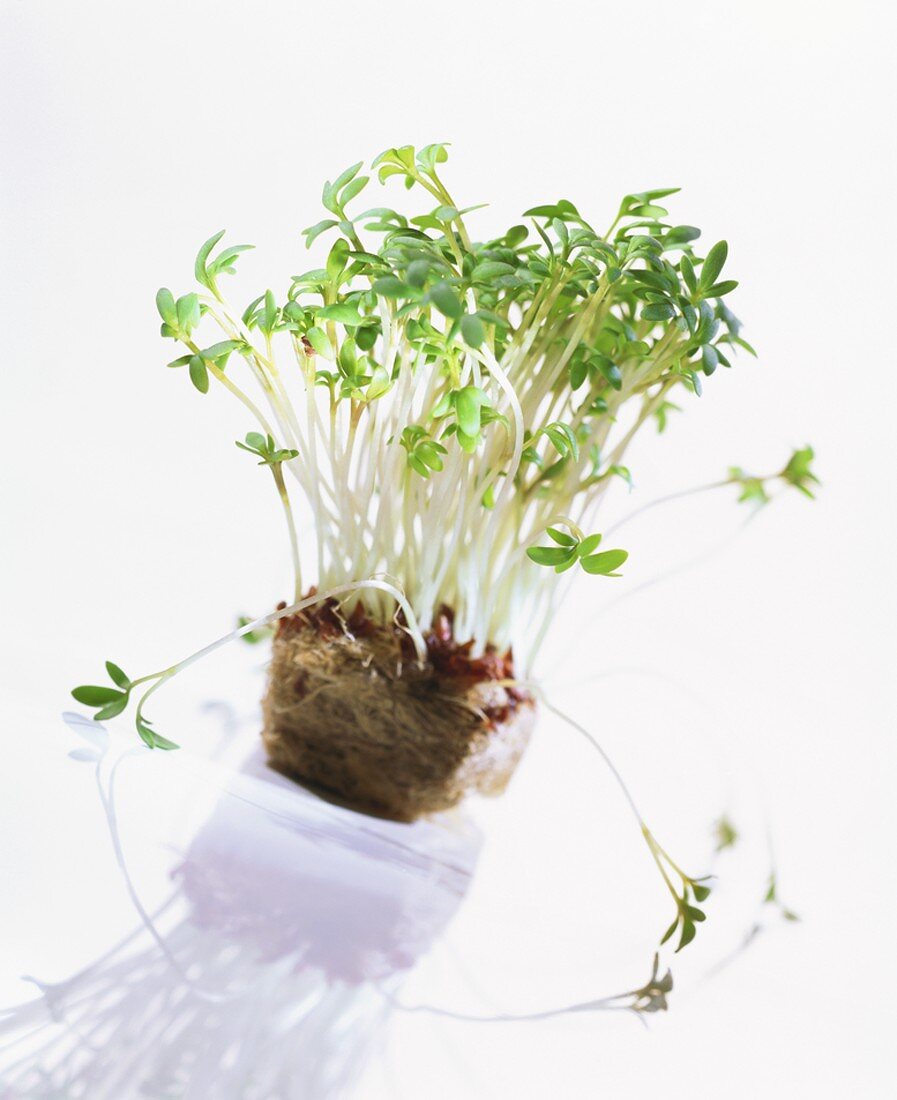 Cress with roots in growing medium