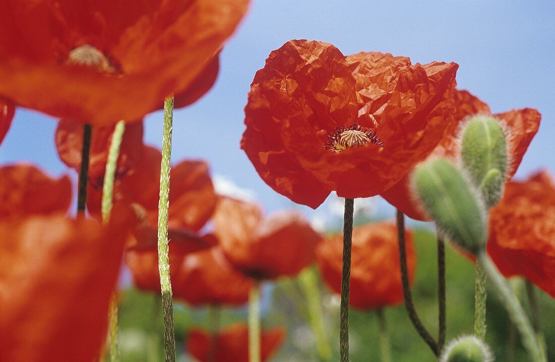 Türkischer Mohn 'Lauffeuer'