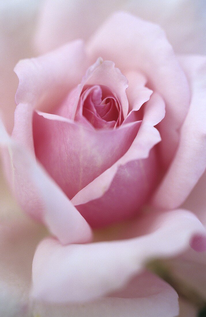A shrub rose