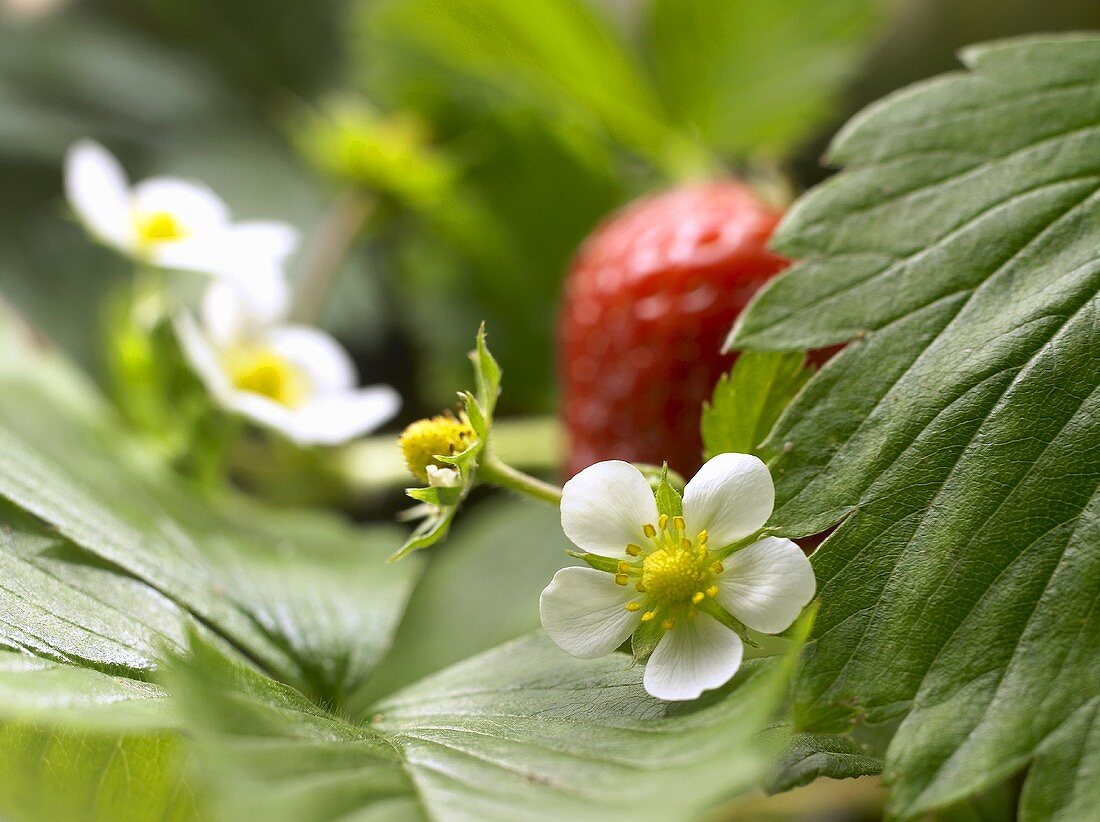 Erdbeere an der Pflanze