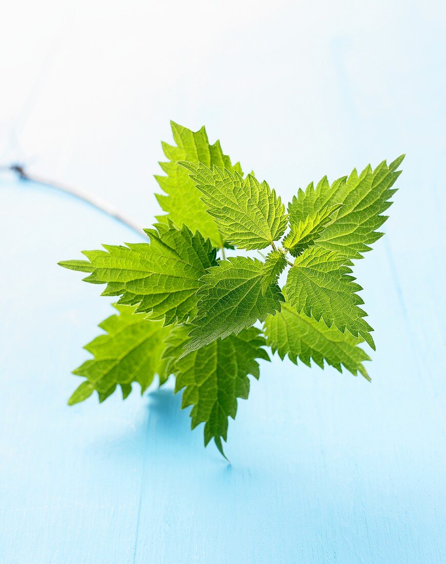 Nettle leaves