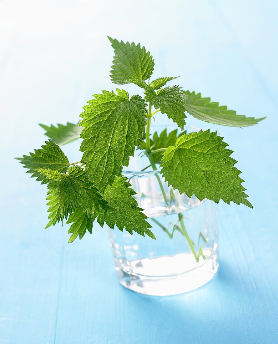 Nettles in a glass