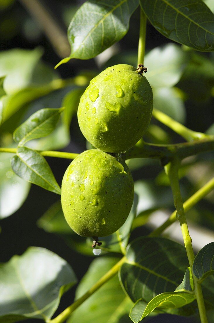 Walnuts on the tree