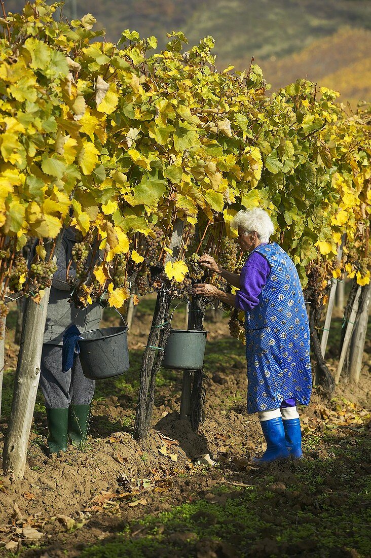 Lese im Weinberg, Mad, Tokaj, Ungarn