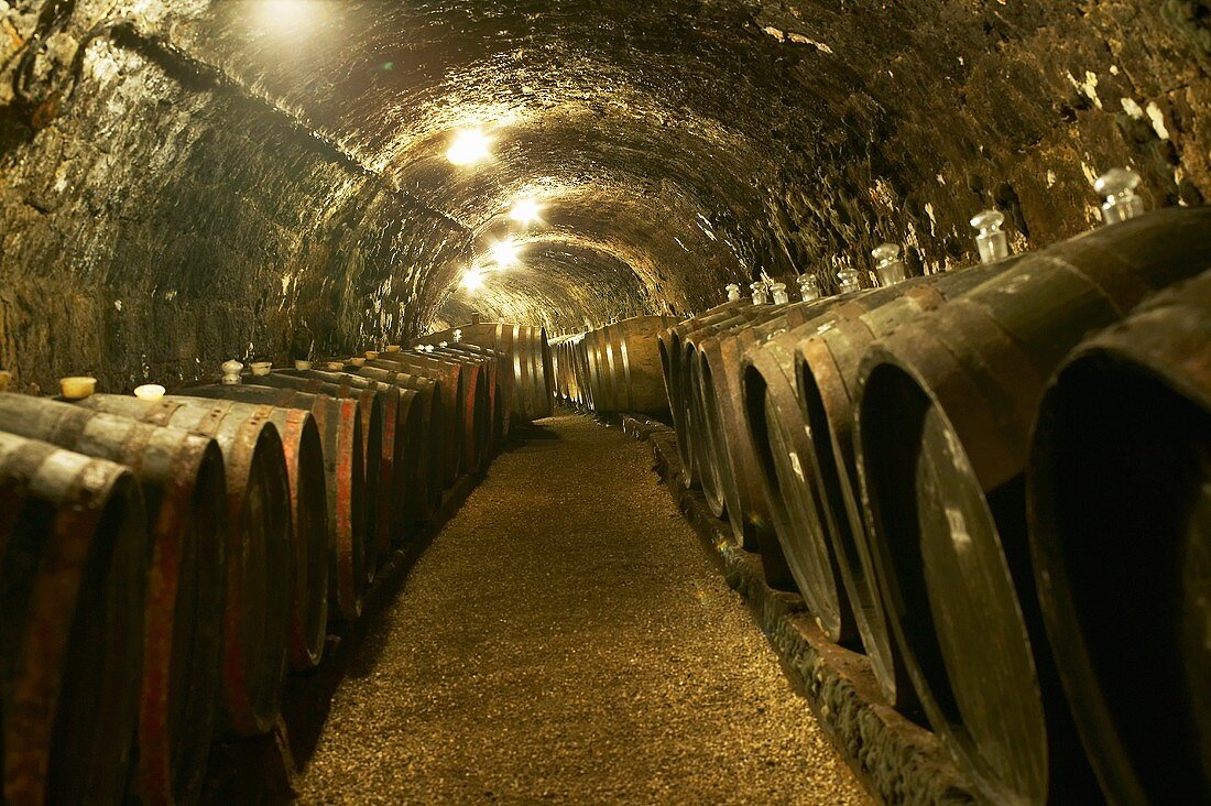Wine cellar of Royal Tokaji Wine Company, Mad, Tokaj, Hungary