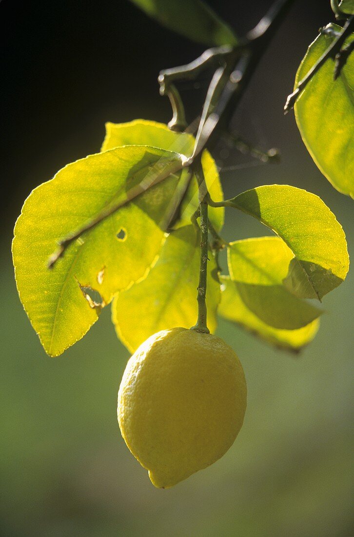 Eine Zitrone am Baum