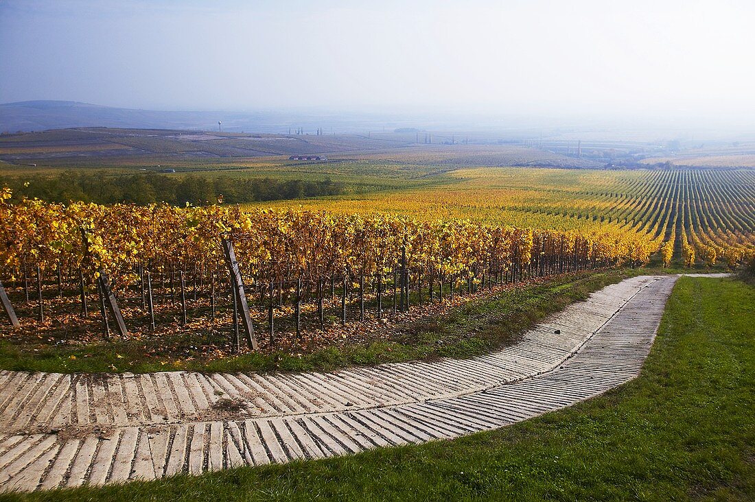 Weinberg der Oremus Winery, Tolcsva, Ungarn