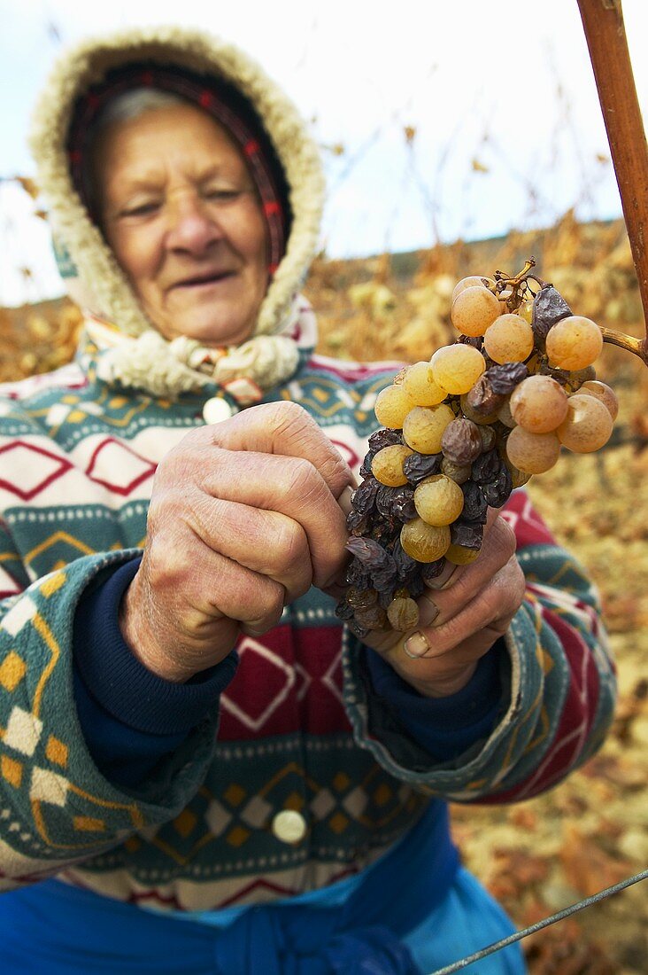Arbeiterin hält Furmint-Trauben, Weingut Hetszolo, Tokaj, Ungarn