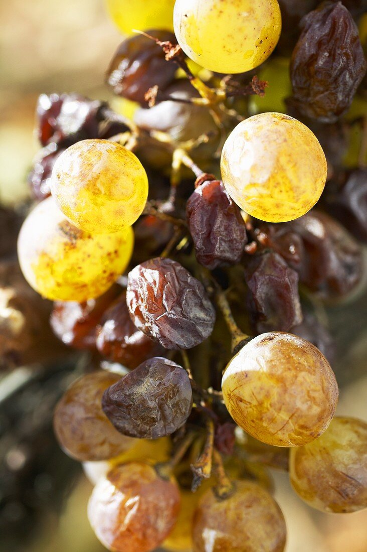 Furmint mit Aszu-Trauben, Tokaj, Ungarn